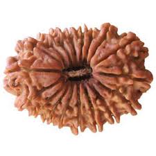 18 face rudraksha beads